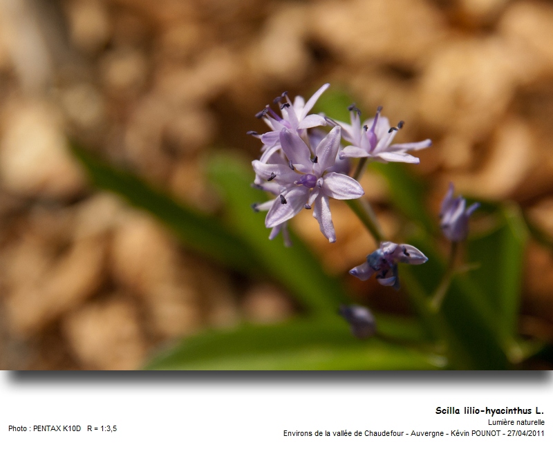 Scilla lilio-hyacinthus L. #21875