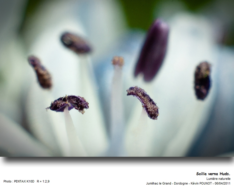 Scilla verna Huds. #21873