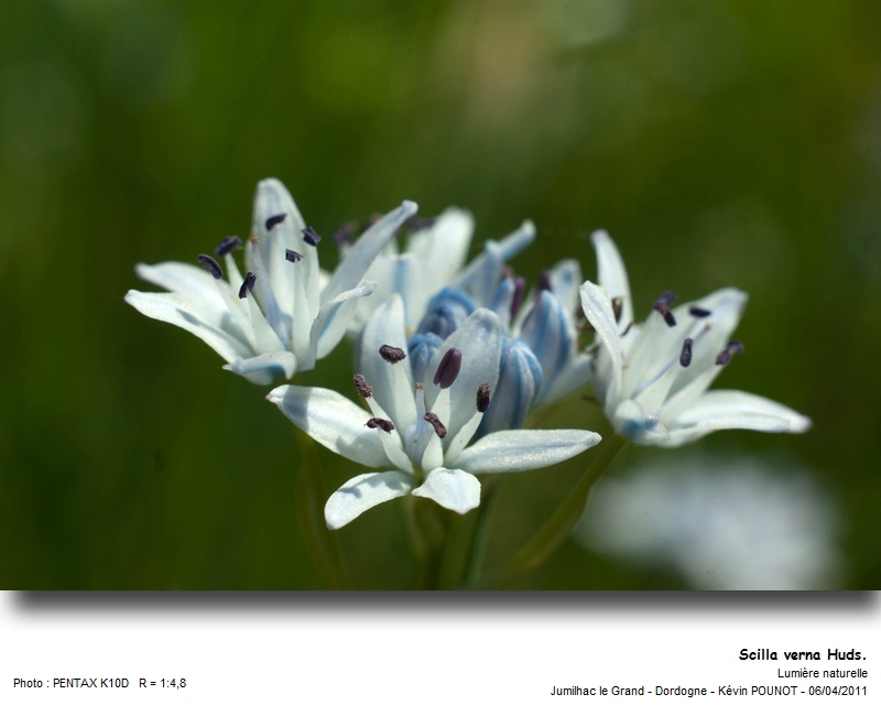 Scilla verna Huds. #21872