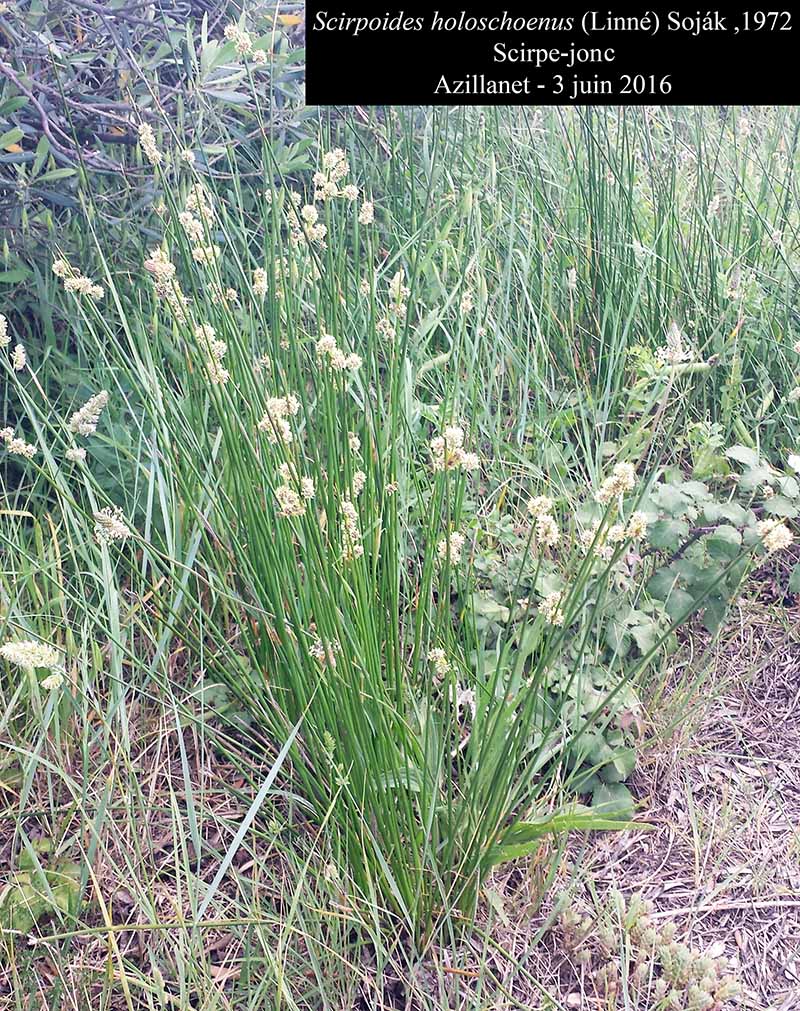 Scirpoides holoschoenus (Linné) Soják ,1972 #45729