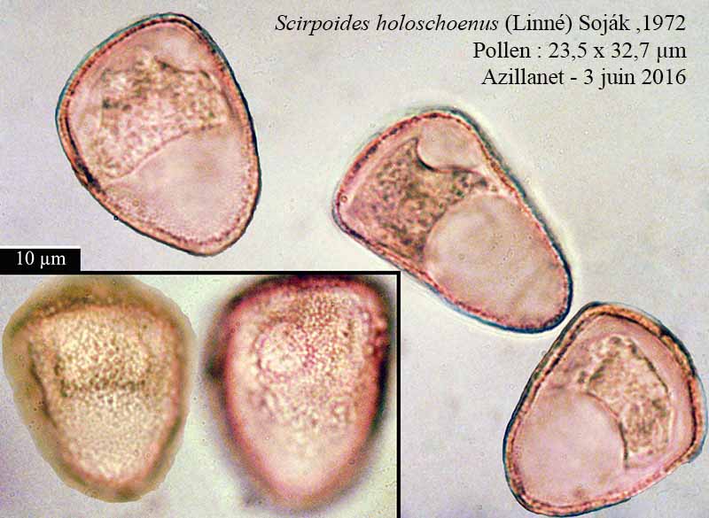 Scirpoides holoschoenus (Linné) Soják ,1972 #45735