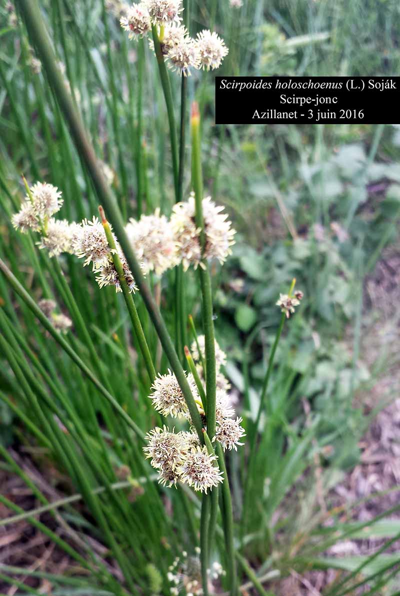 Scirpoides holoschoenus (Linné) Soják ,1972 #45730