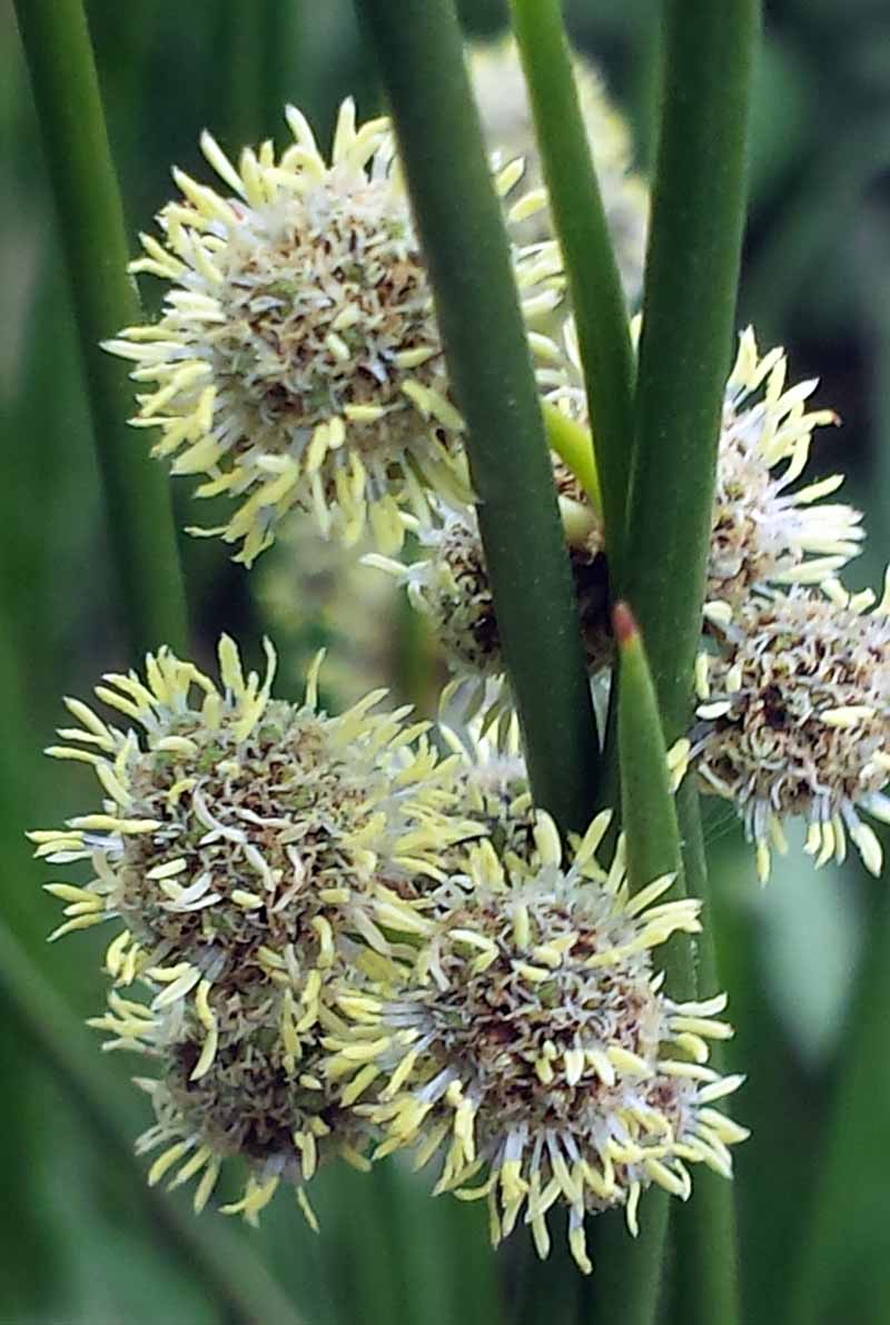 Scirpoides holoschoenus (Linné) Soják ,1972 #45734