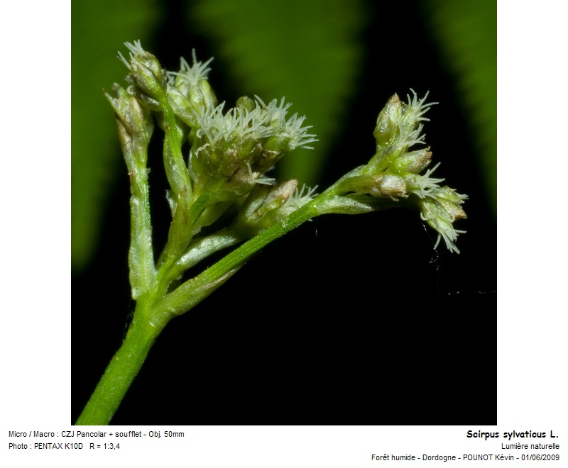 Scirpus sylvaticus L. - scirpe des bois #10870