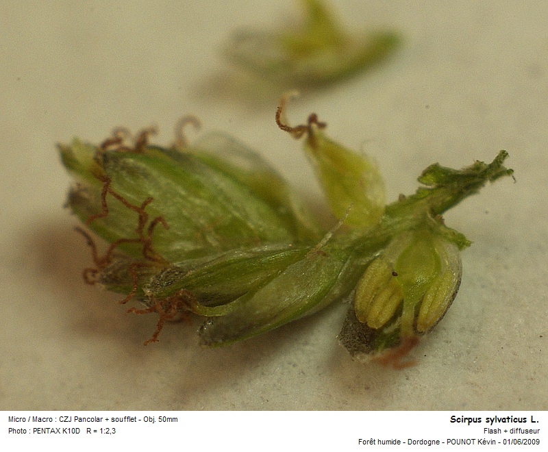 Scirpus sylvaticus L. - scirpe des bois #10872