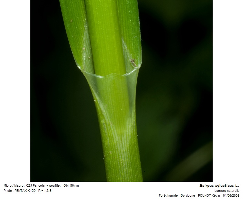 Scirpus sylvaticus L. - scirpe des bois #10871