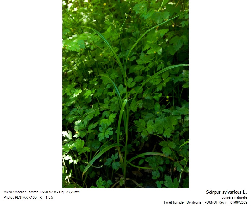 Scirpus sylvaticus L. - scirpe des bois #10869