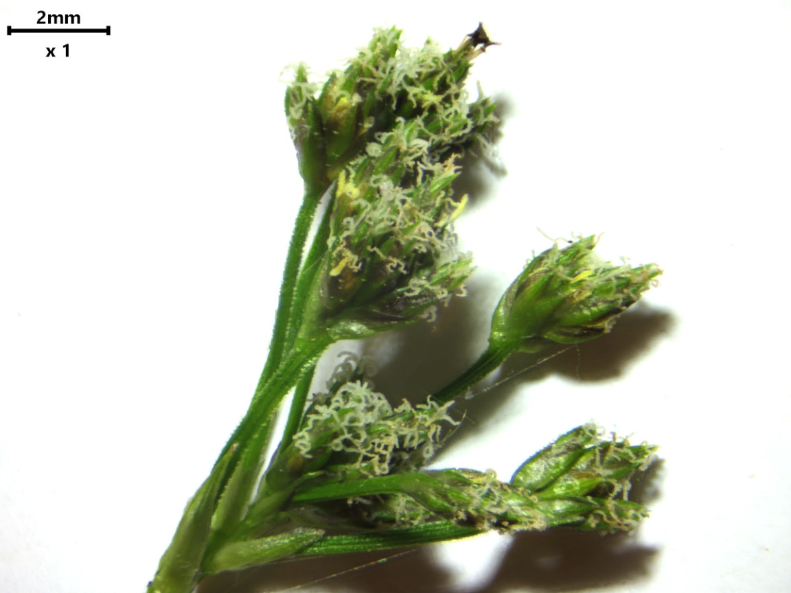 Scirpus sylvaticus - Scirpe des bois #82780