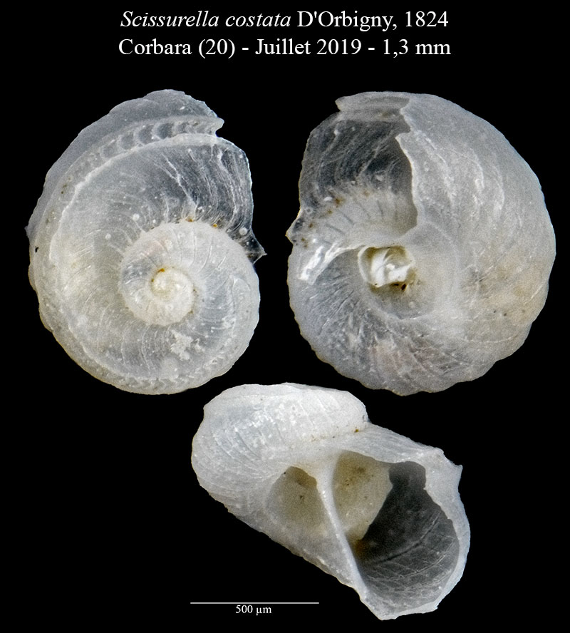 Scissurella costata #60542
