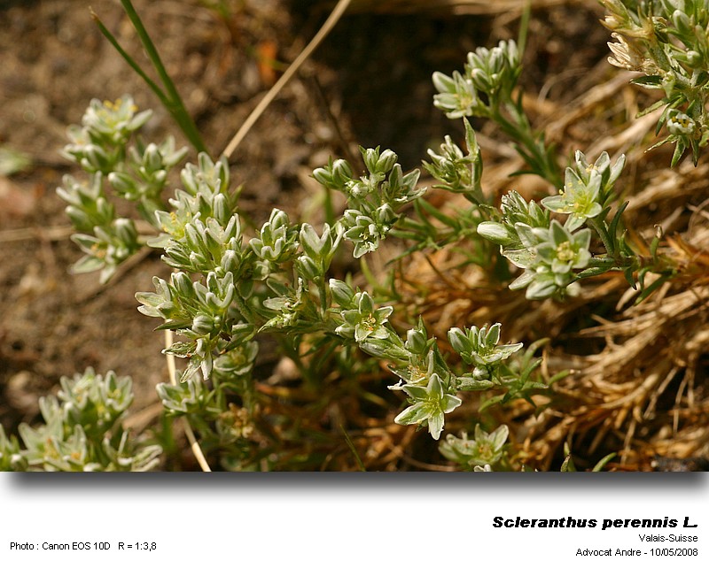 Scleranthus perennis L. (La gnavelle) #3957