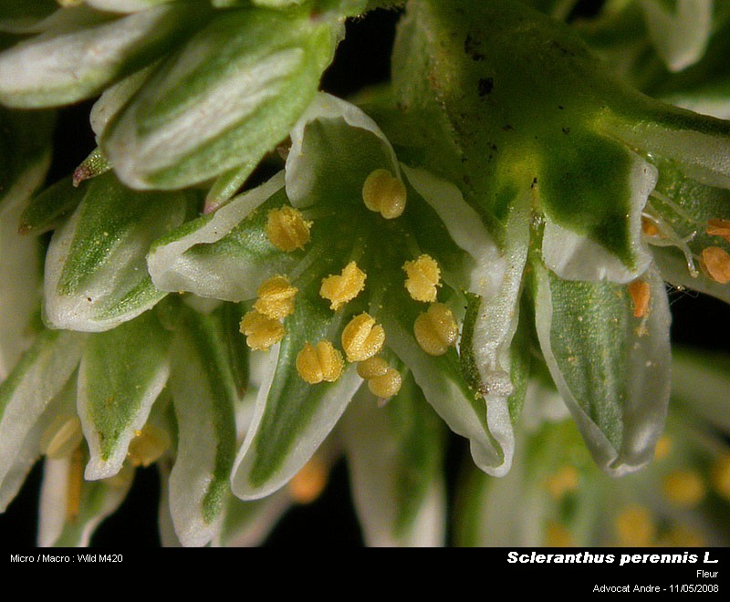 Scleranthus perennis L. (La gnavelle) #4015