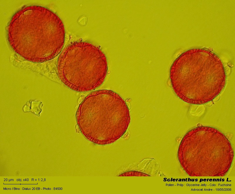 Scleranthus perennis L. (La gnavelle) #3959