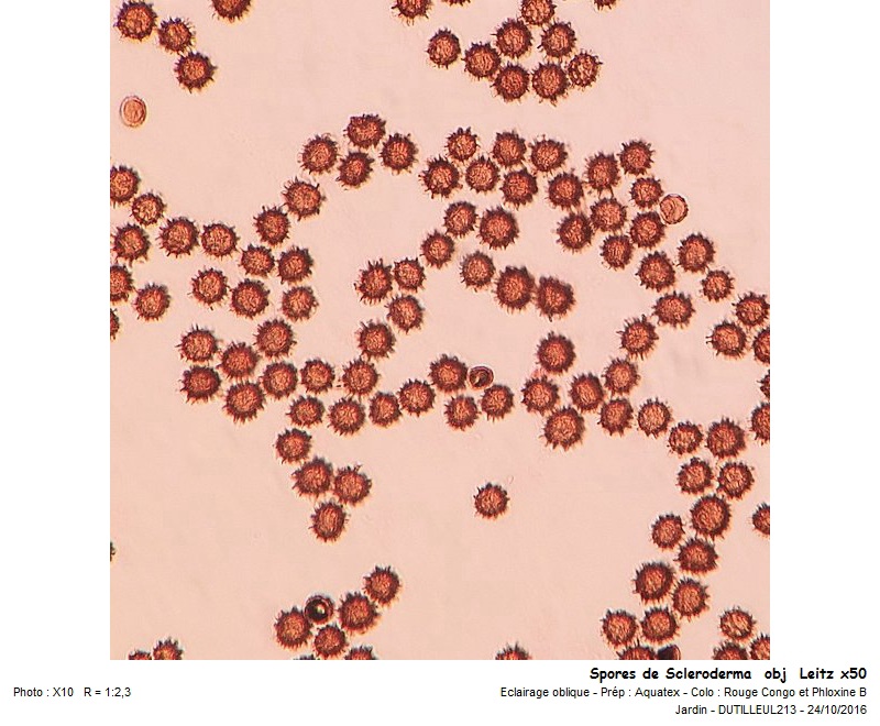 Scleroderma verrucosum - Scléroderme verruqueux #47368