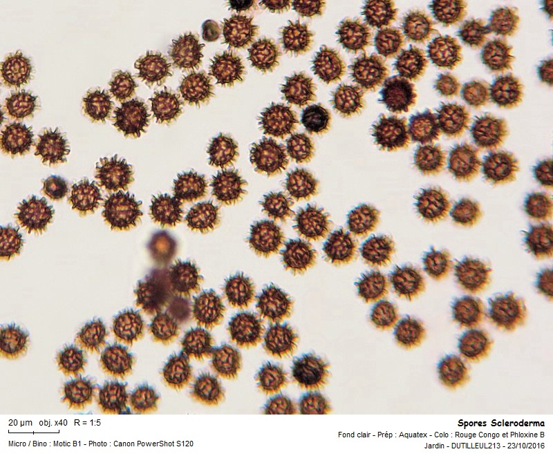 Scleroderma verrucosum - Scléroderme verruqueux #47365