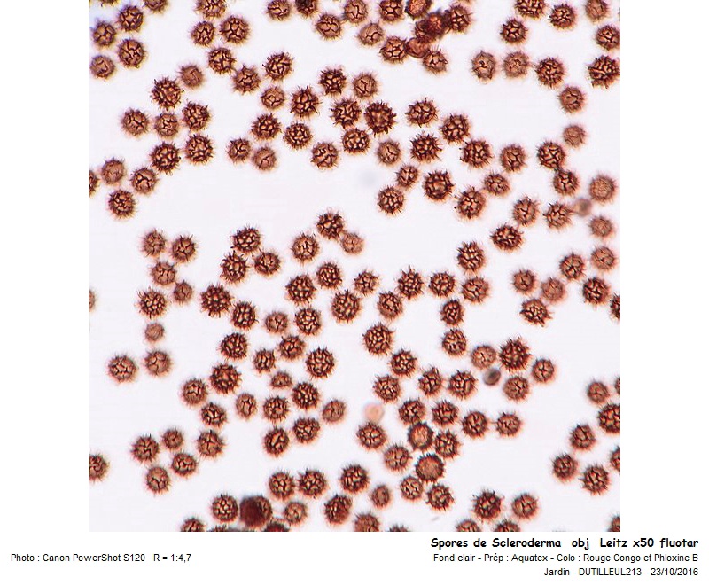 Scleroderma verrucosum - Scléroderme verruqueux #47363