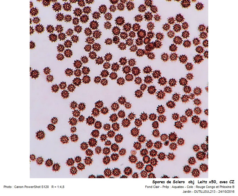 Scleroderma verrucosum - Scléroderme verruqueux #47362