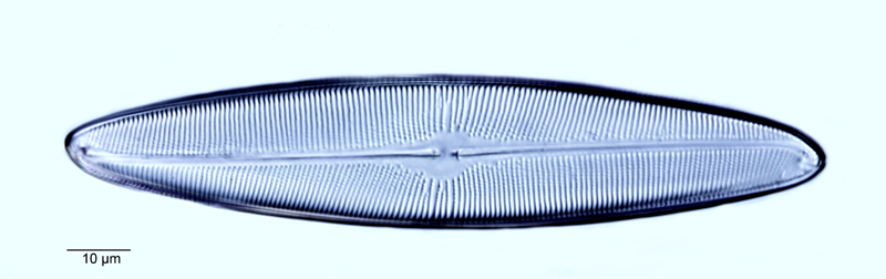 Scoliopleura westii #55027