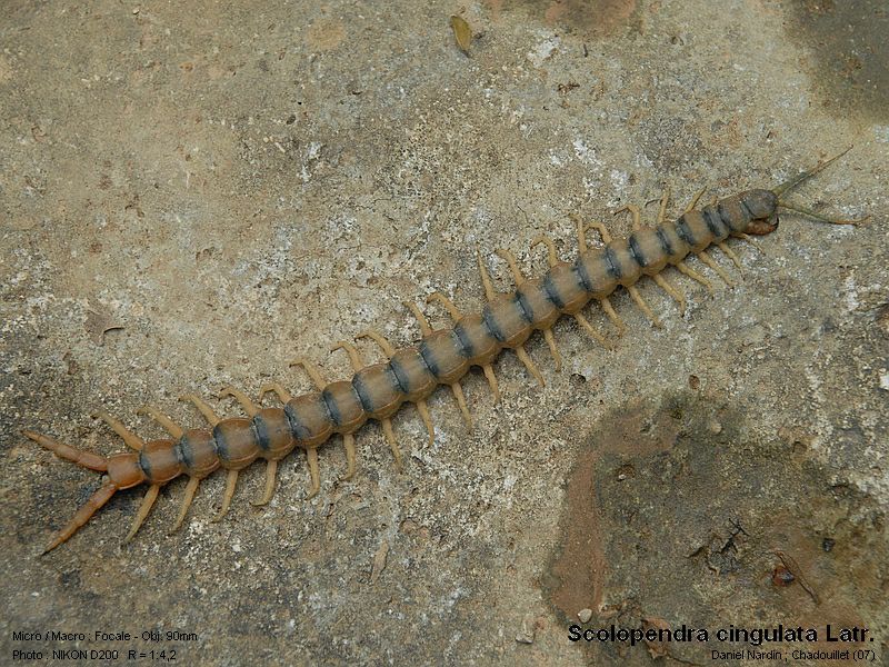 Scolopendra cingulata Latr. La scolopendre ceinturée #4185