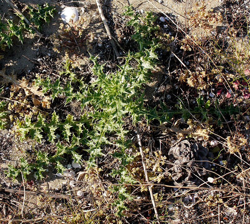 Scolymus hispanicus #55445