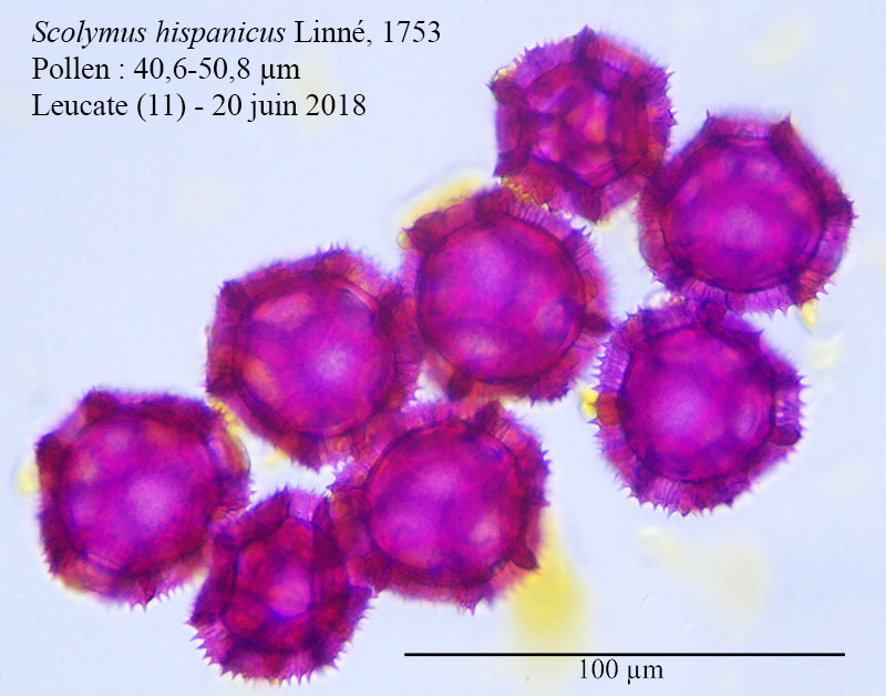 Scolymus hispanicus #55452