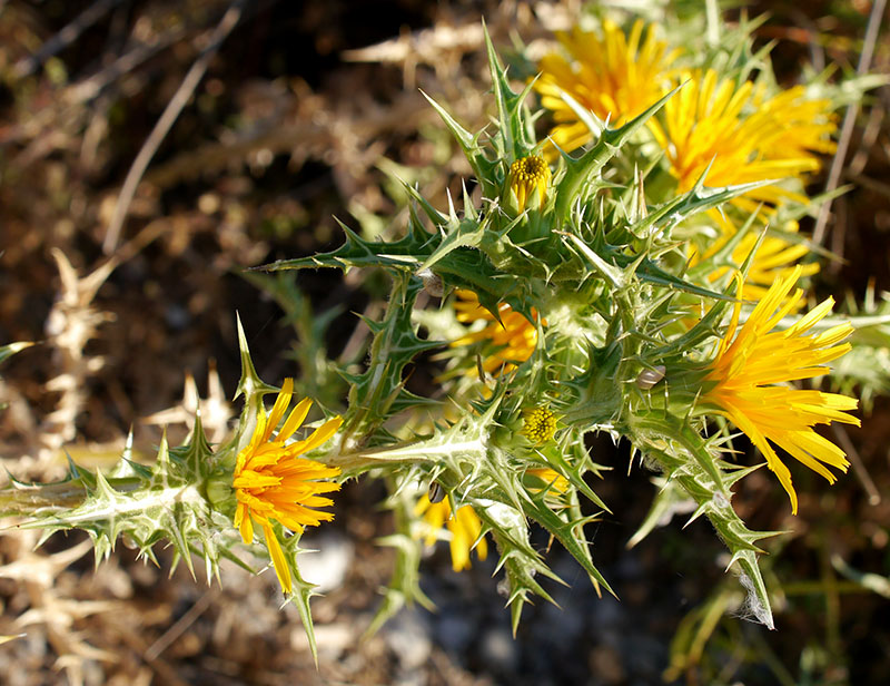 Scolymus hispanicus #55450