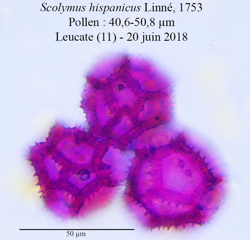 Scolymus hispanicus #55453