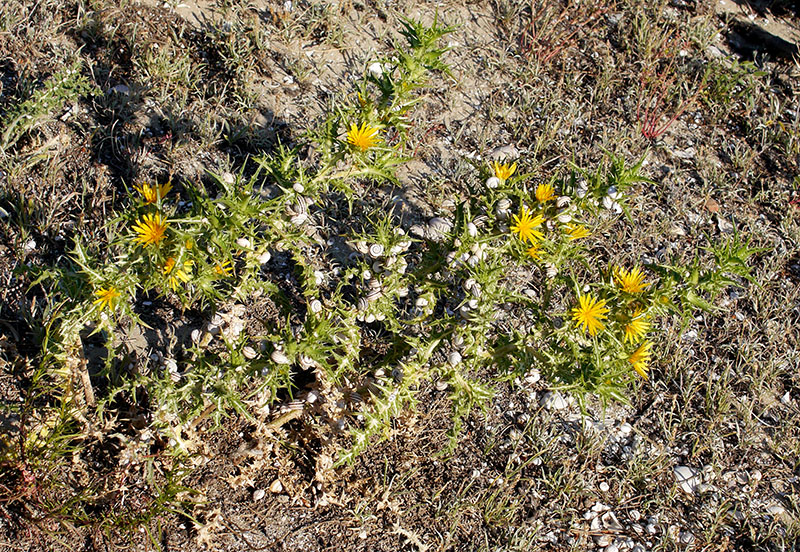 Scolymus hispanicus #55446