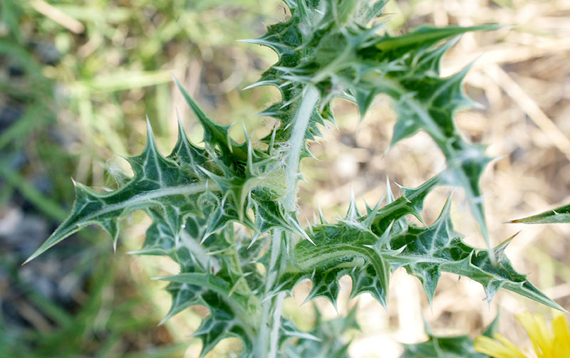 Scolymus hispanicus #55448