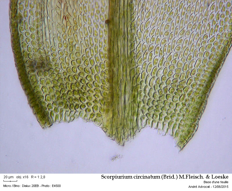Scorpiurium circinatum (Brid.) M.Fleisch. & Loeske #41609