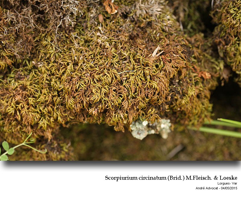 Scorpiurium circinatum (Brid.) M.Fleisch. & Loeske #41601