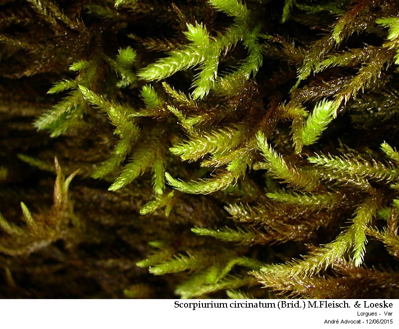 Scorpiurium circinatum (Brid.) M.Fleisch. & Loeske #41610