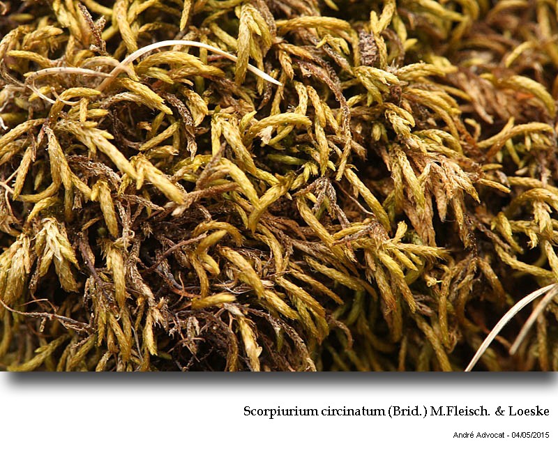 Scorpiurium circinatum (Brid.) M.Fleisch. & Loeske #41602