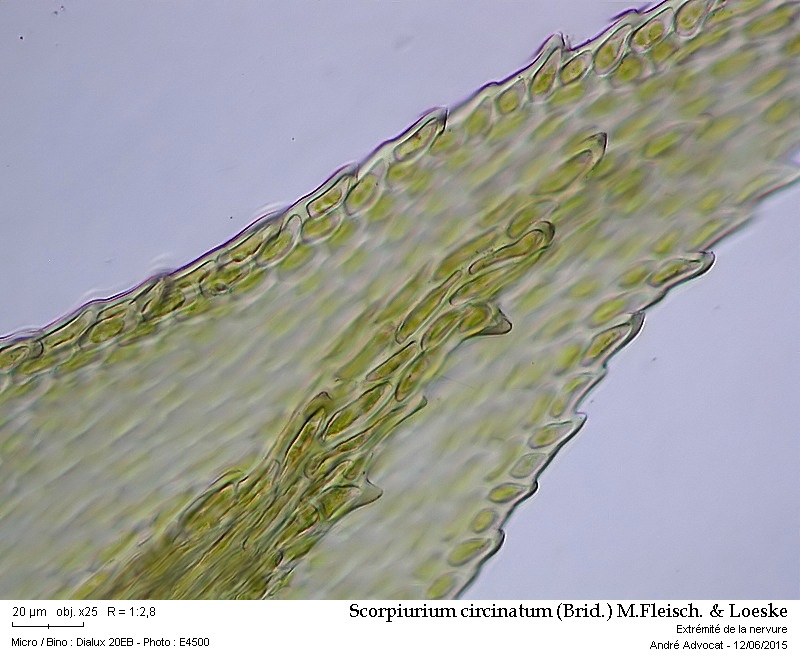 Scorpiurium circinatum (Brid.) M.Fleisch. & Loeske #41604