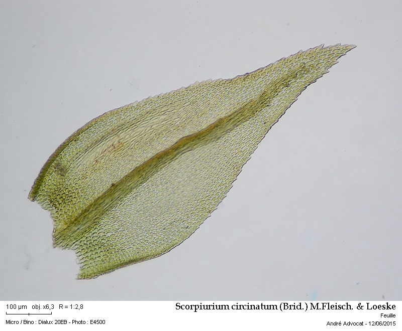 Scorpiurium circinatum (Brid.) M.Fleisch. & Loeske #41603