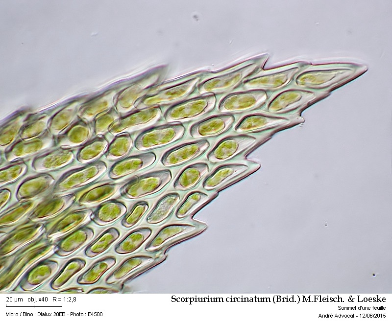 Scorpiurium circinatum (Brid.) M.Fleisch. & Loeske #41607
