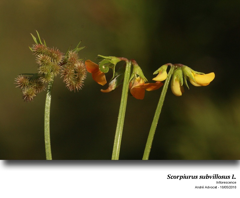Scorpiurus subvillosus L. #54879