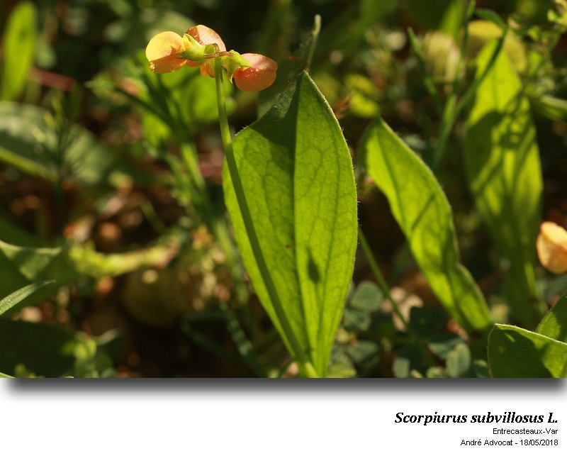 Scorpiurus subvillosus L. #54874