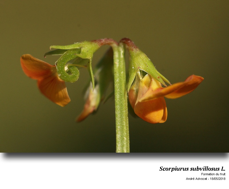Scorpiurus subvillosus L. #54877