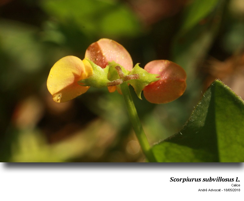 Scorpiurus subvillosus L. #54876