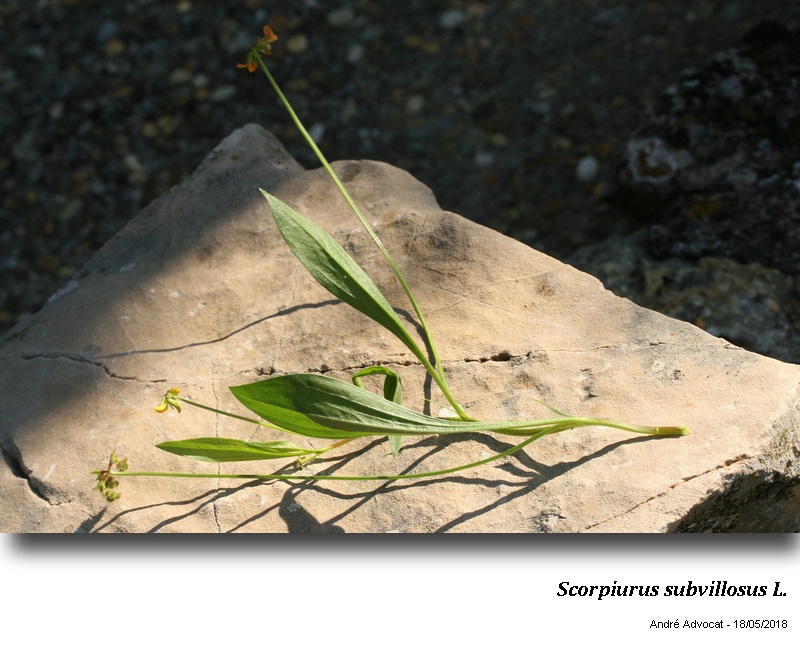 Scorpiurus subvillosus L. #54875