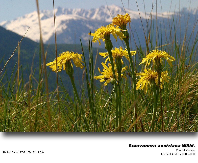 Scorzonera  austriaca Willd. (Scorzonère d Autriche) #3913