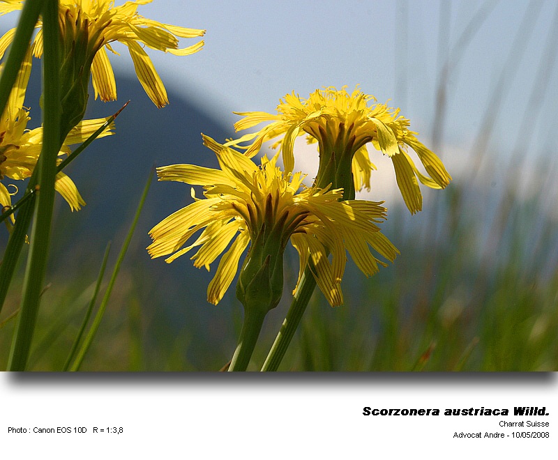 Scorzonera  austriaca Willd. (Scorzonère d Autriche) #3916