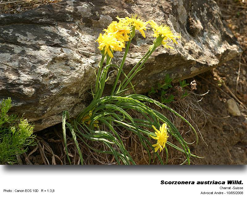 Scorzonera  austriaca Willd. (Scorzonère d Autriche) #3917