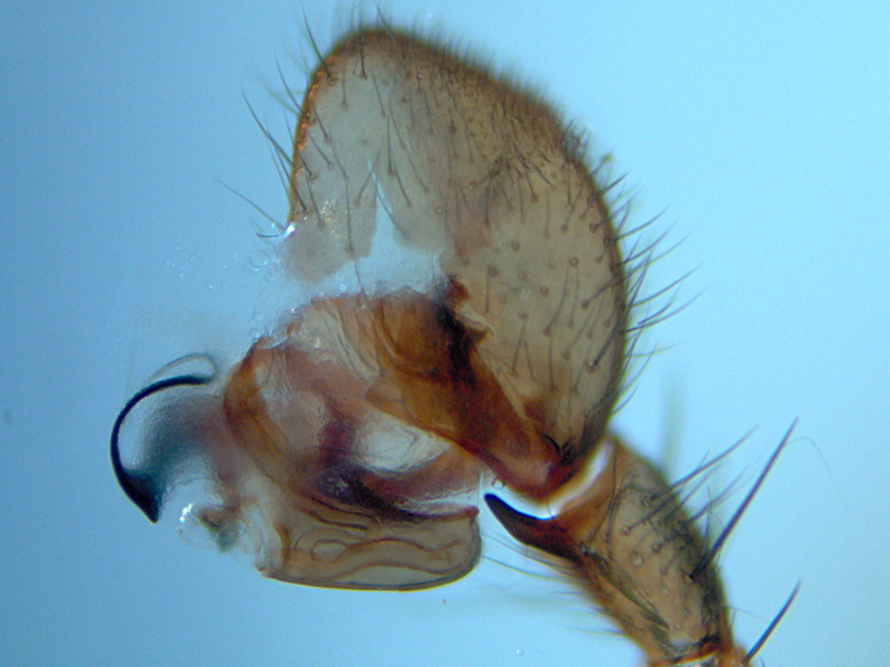 Scotina celans (Blackwall) - Liocranidae #6485