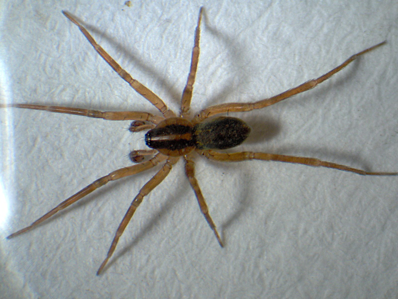 Scotina celans (Blackwall) - Liocranidae #6483