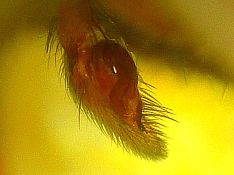 Scotophaeus blackwalli - Gnaphosidae #13224