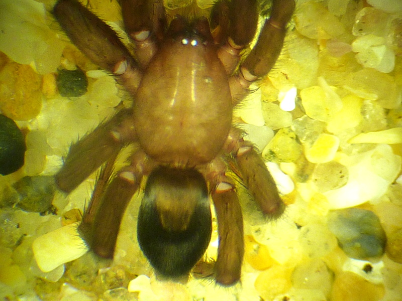 Scotophaeus blackwalli - Gnaphosidae #13223