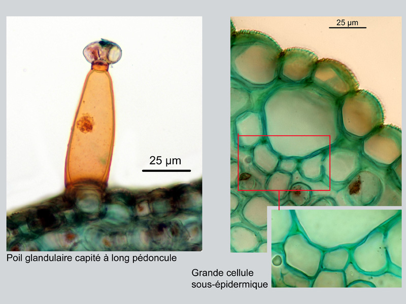 Scrophularia aquatica #18160