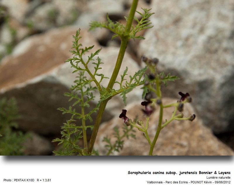 Scrophularia canina subsp. juratensis Bonnier & Layens #27309