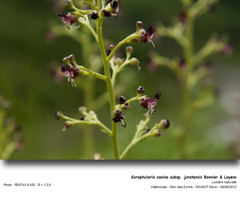 Scrophularia canina subsp. juratensis Bonnier & Layens #27307